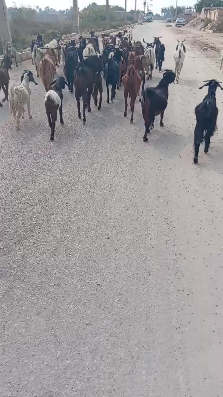 بزهای 50 راس 30 راس نر درجه یک|حیوانات مزرعه|خرمشهر, |دیوار