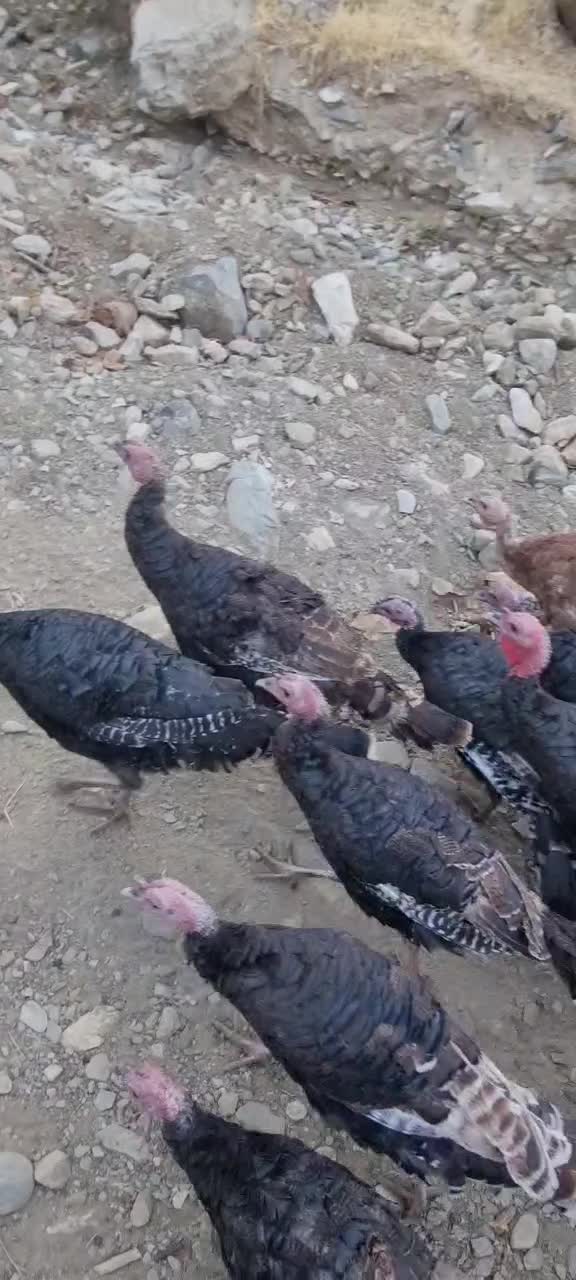 فروش بوقلمون و غاز|حیوانات مزرعه|پیرانشهر, |دیوار