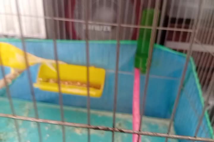 فروش شهر جاورسیان|پرنده|قره چای, |دیوار