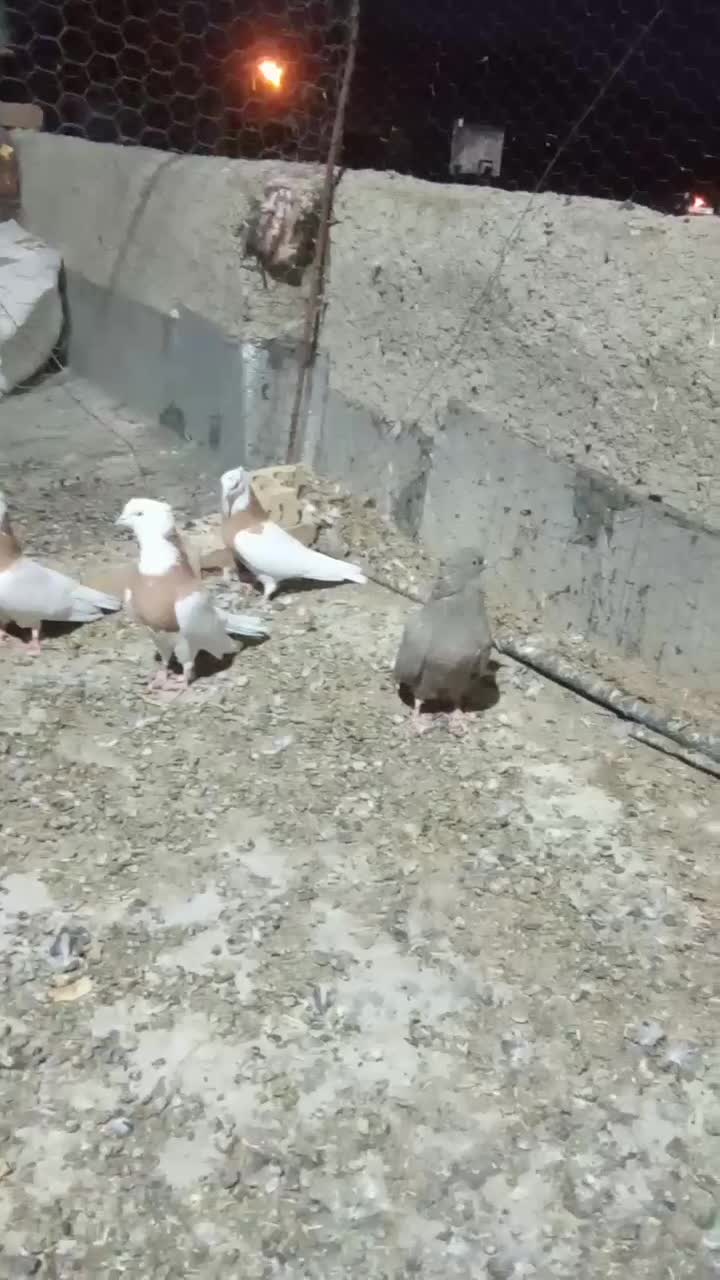 کبوتر طوقی|پرنده|گل تپه, |دیوار