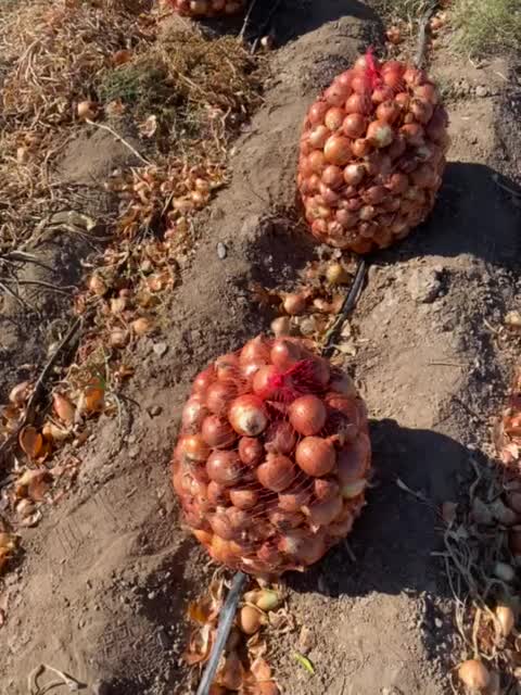 پیاز زرد درجه یک فروش عمده|خوردنی و آشامیدنی|بسطام, |دیوار