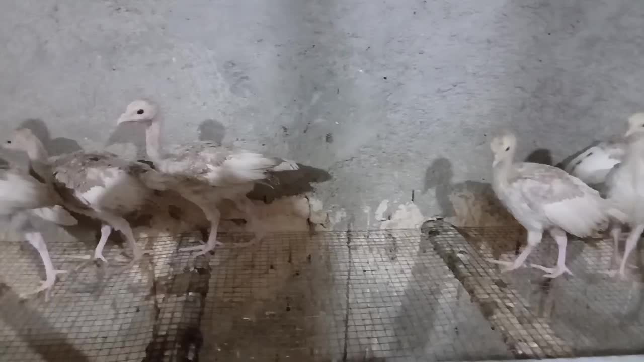 جوجه بوقلمون ۱ماهه|حیوانات مزرعه|بندر ماهشهر, |دیوار