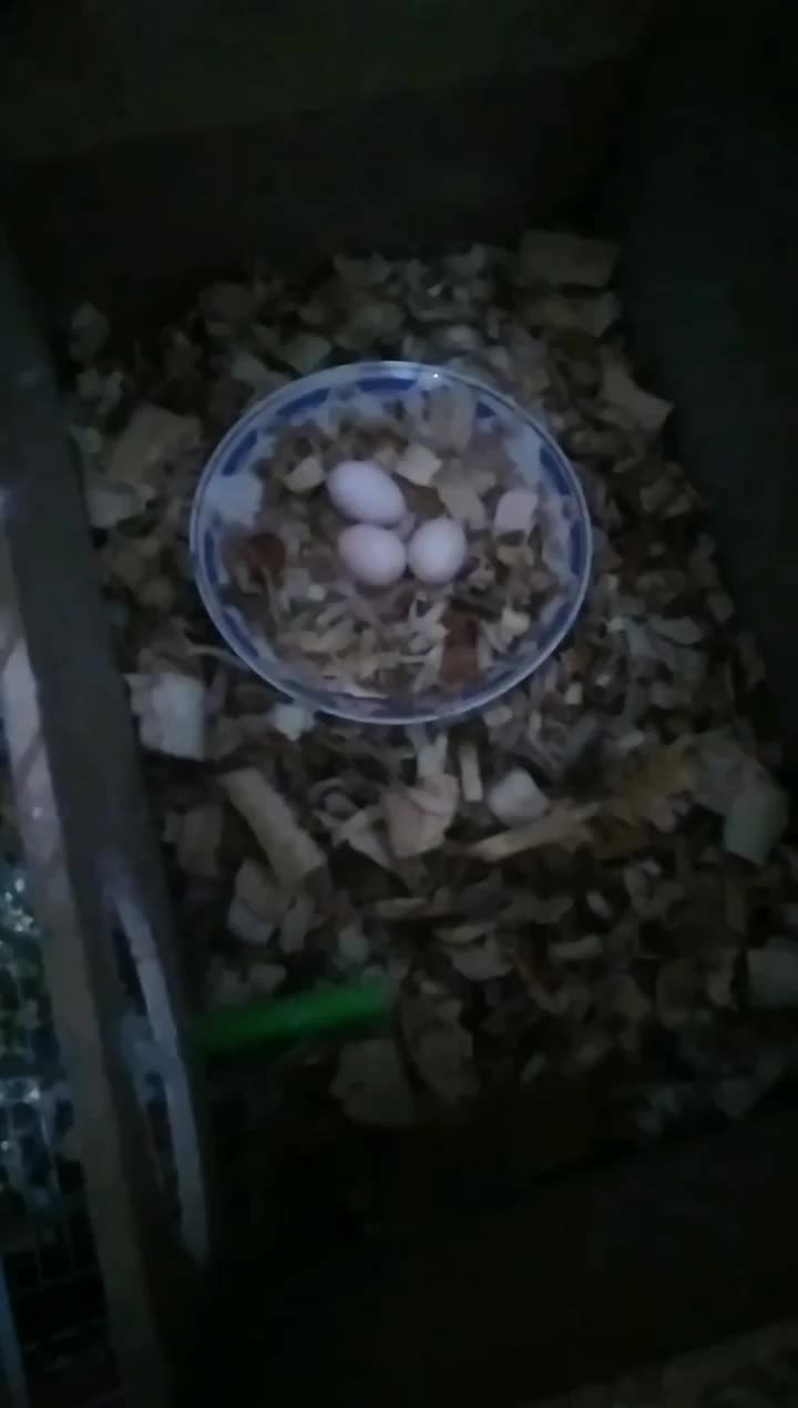 گمشده یک جفت عروس هلندی لوتینو  سهره  قناری|حیوانات|کوهدشت, |دیوار