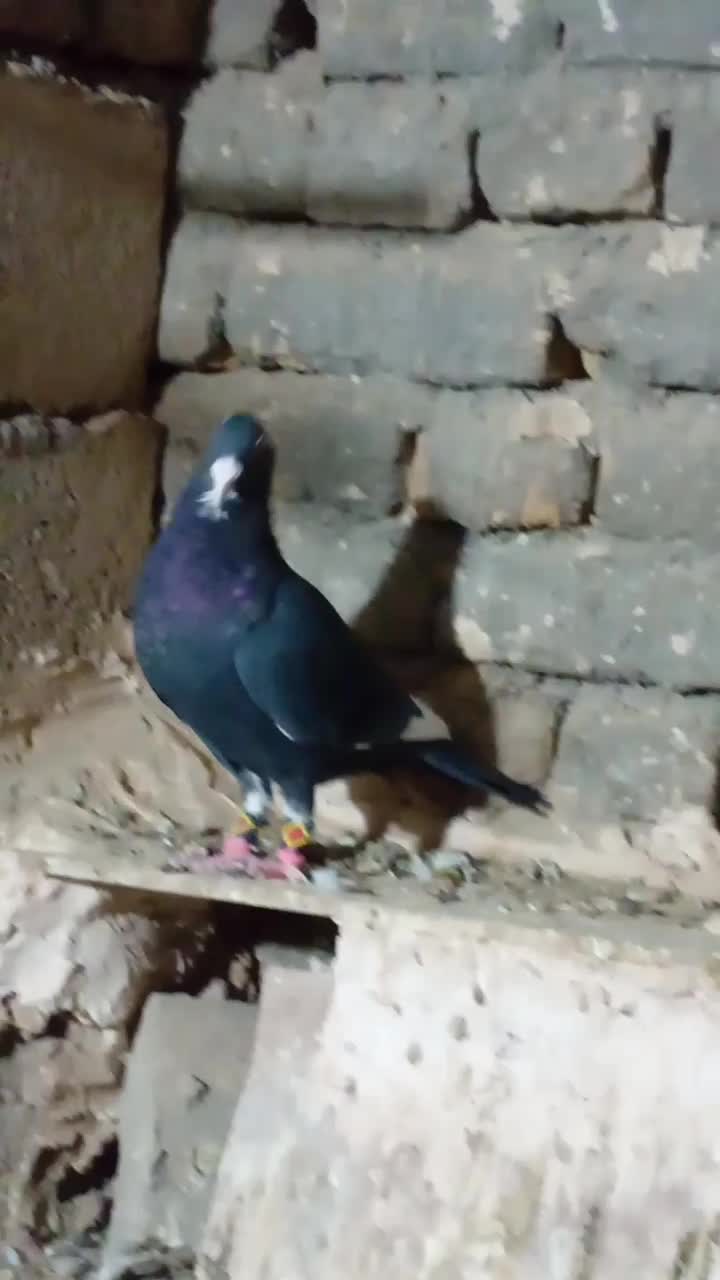 مینا سیاه کرمونی کفتر زدو خوردی|پرنده|سلیمان, |دیوار