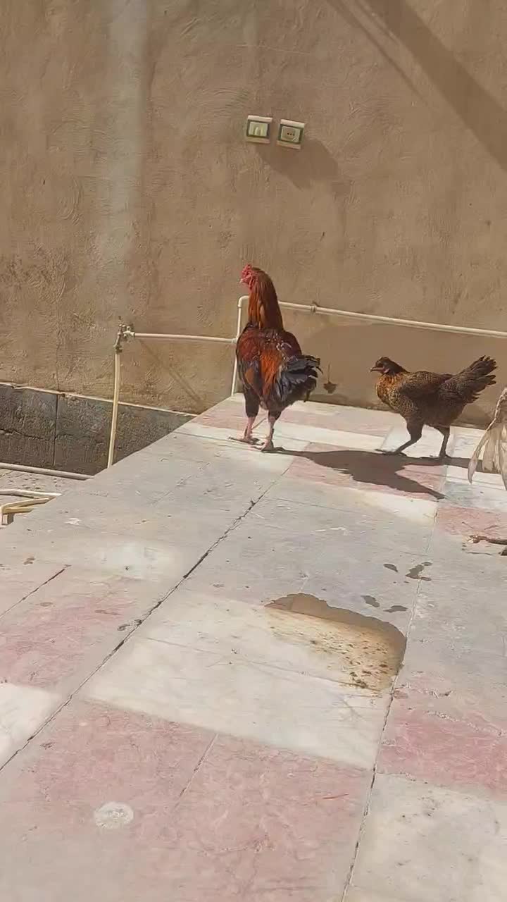 خروس فروشی یا معاوضه|حیوانات مزرعه|سراوان, |دیوار