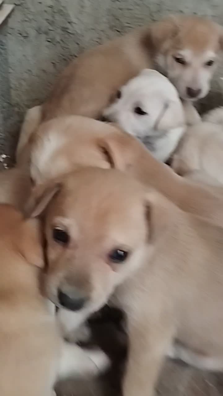 توله سگ واگذاری|سگ|تهران, شکوفه (عبدل آباد)|دیوار