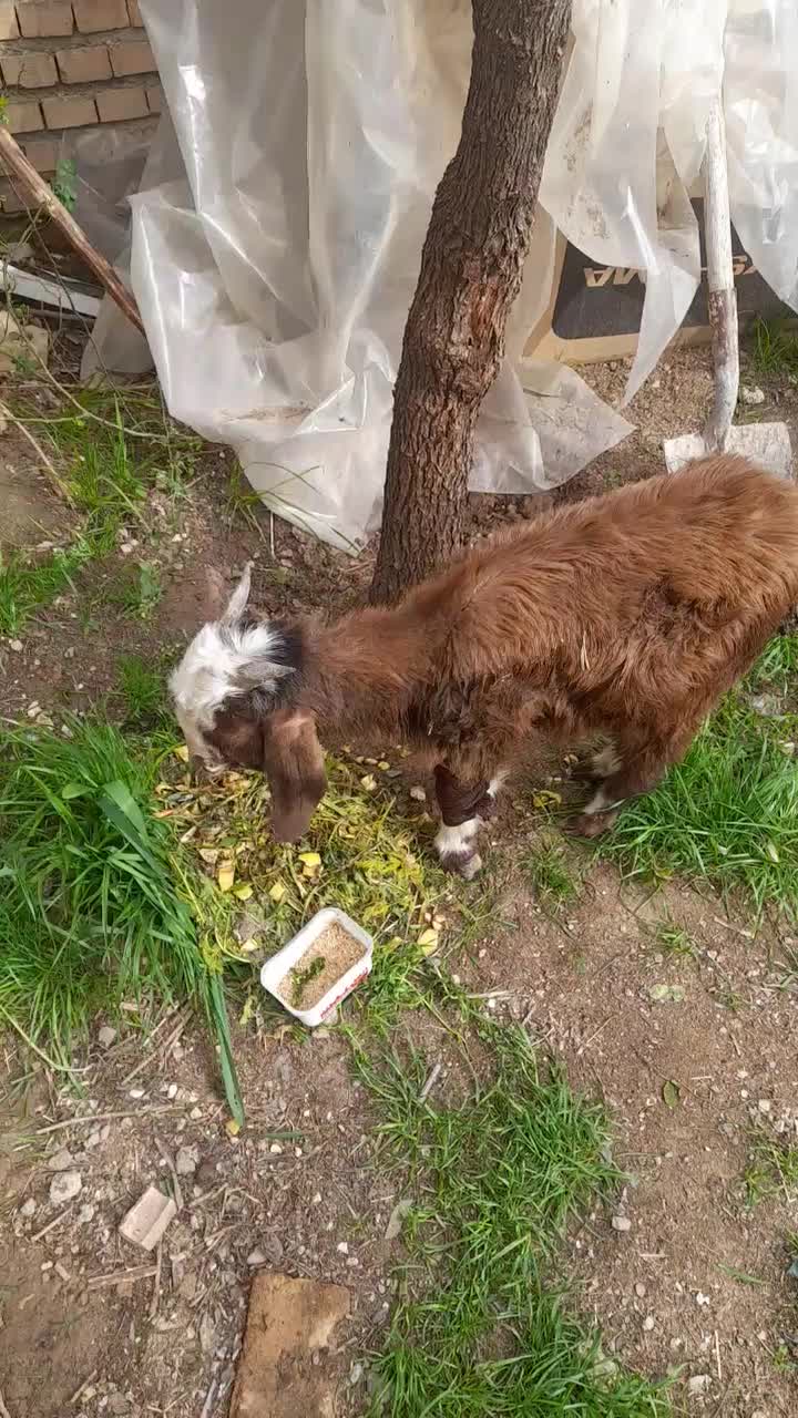 بز یک ماهه|حیوانات مزرعه|مشهد, شهید احمدی روشن|دیوار