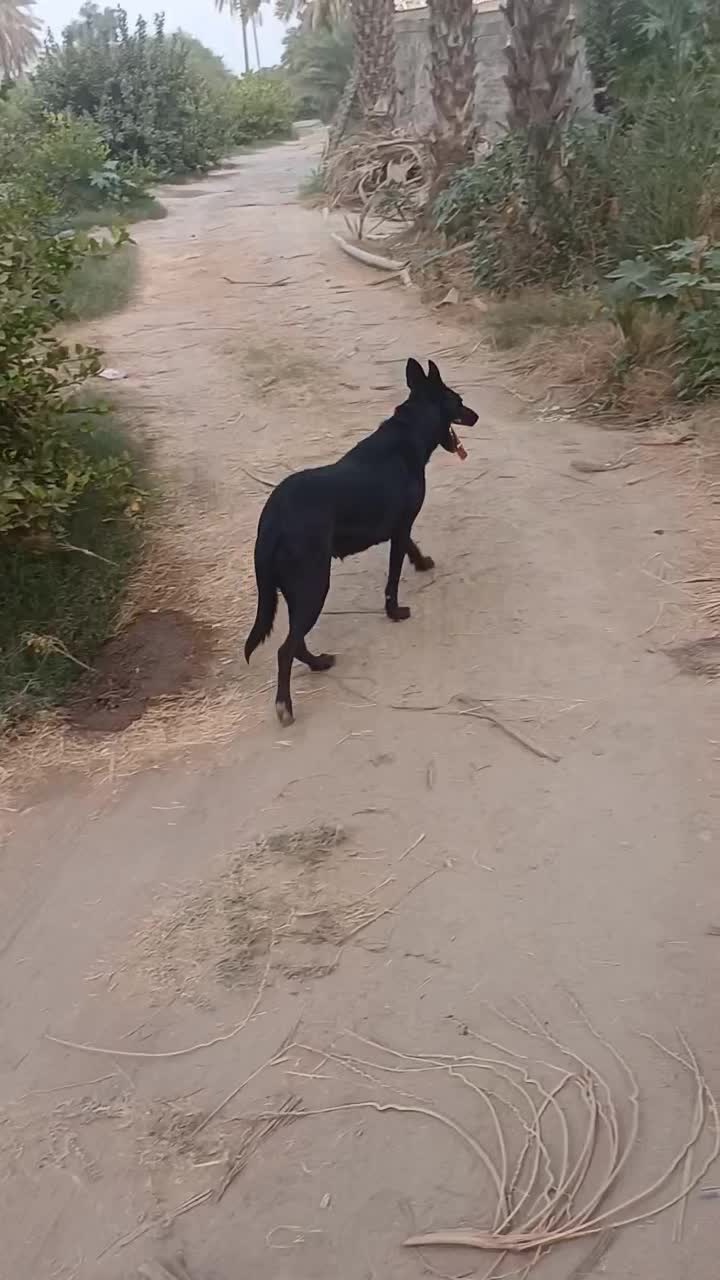 سگ مالینیوز ماده|سگ|میناب, |دیوار