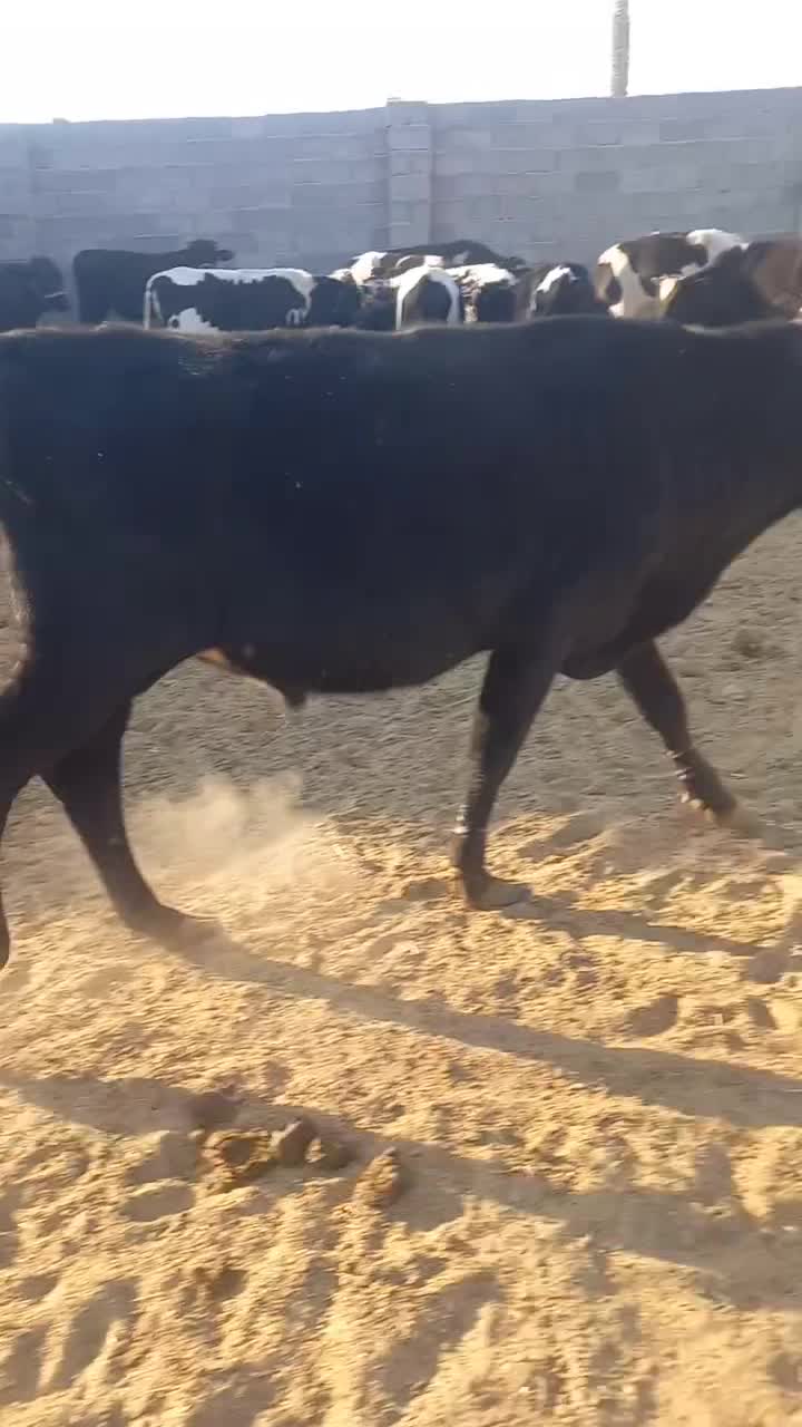 فروش۱۴راس‌گوساله‌نرلاغر|حیوانات مزرعه|زرین دشت (فارس), |دیوار