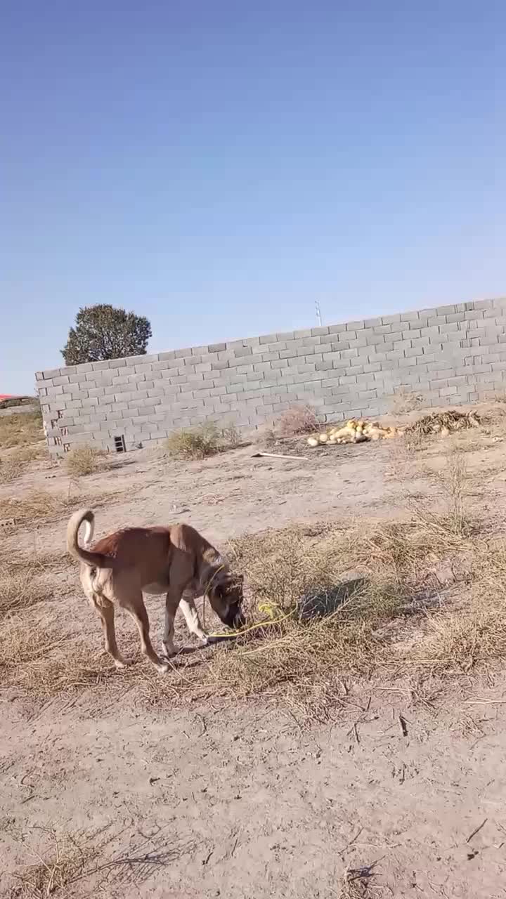 واگذاری عراقی سه|سگ|شبستر, |دیوار