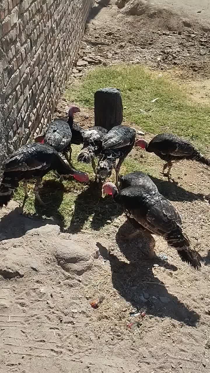 بوقلمون نروماده|حیوانات مزرعه|خاش, |دیوار