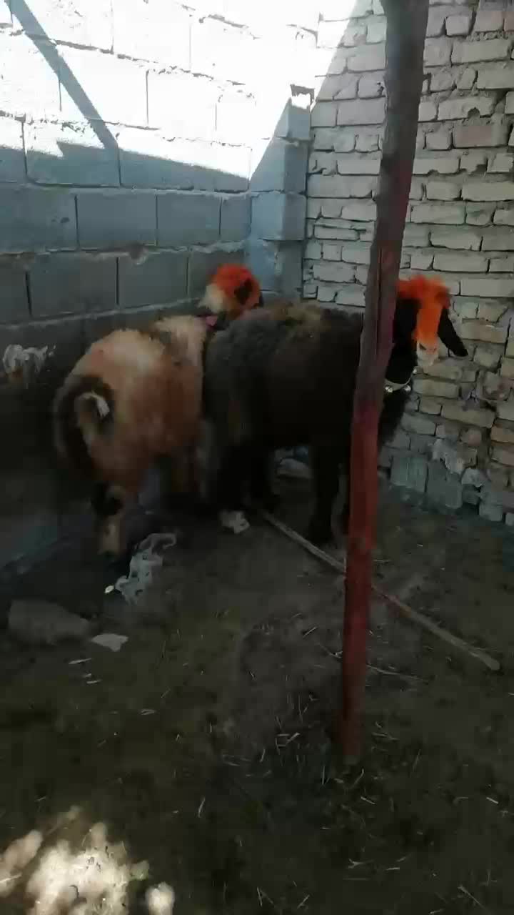 فروش میش بره کهره بز شیشک بختیاری شهر کردی|حیوانات مزرعه|کوار, |دیوار