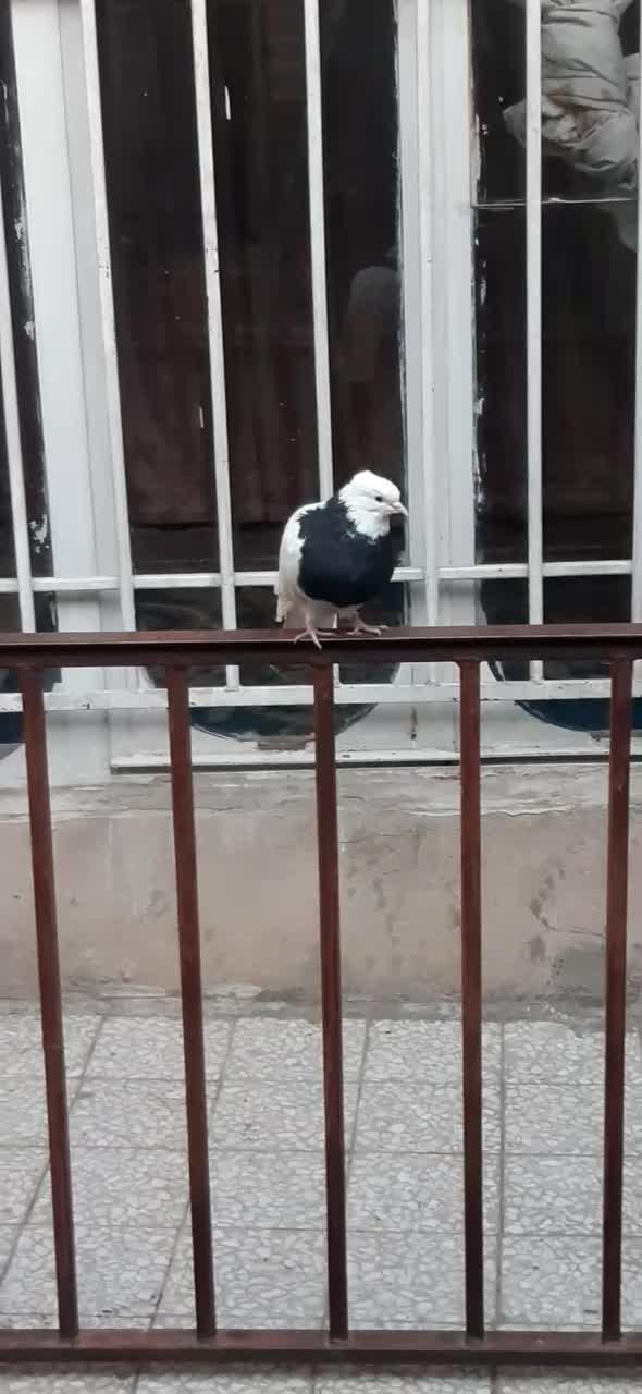 کبوتر طوقی|پرنده|کرمانشاه, |دیوار