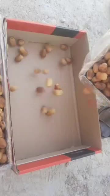 خرمای زاهدی درجه یک فقط تناژ|عمده‌فروشی|فراشبند, |دیوار