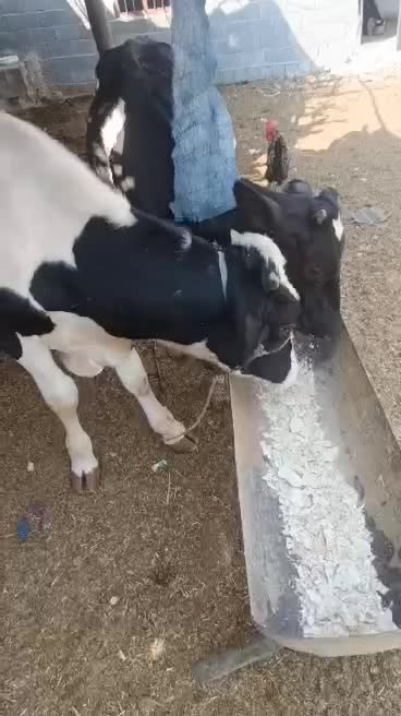 یک جفت گوساله نر وماده|حیوانات مزرعه|برازجان, |دیوار