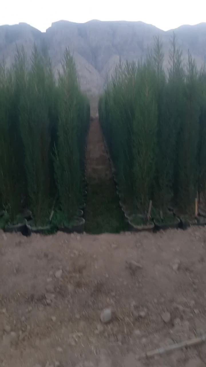 کاج تهران،مشهد توپی،کله قندی پاکتی ریشه پرس و نشاء|گل و گیاه طبیعی|شیراز, حومه شیراز|دیوار