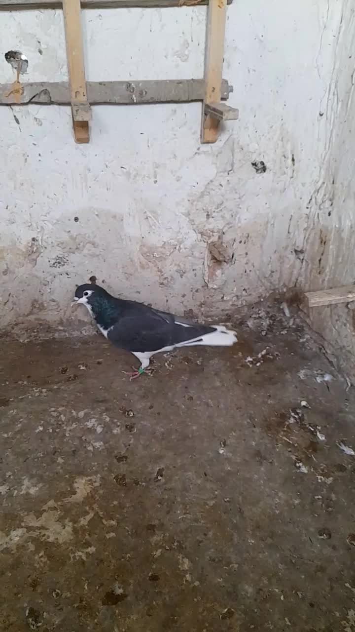 کفتر|پرنده|چناران, |دیوار