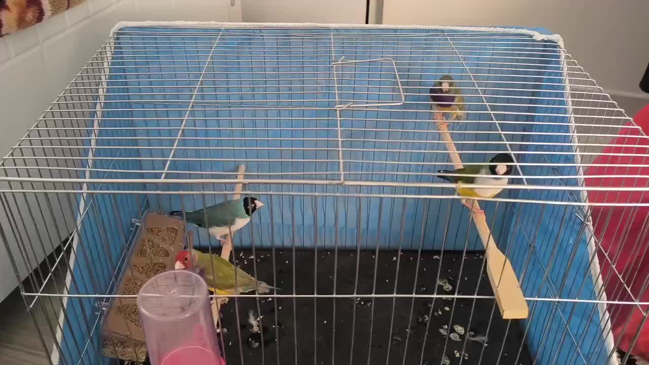 فنچ گلدین مست مست|پرنده|تهران, باغ فیض|دیوار