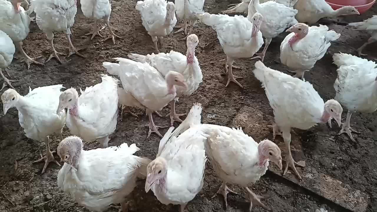 بوقلمون بیوتی|حیوانات مزرعه|بندرعباس, |دیوار