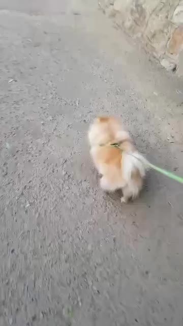 پامر خرسی ماده|سگ|سبزوار, چهارراه فرودگاه|دیوار