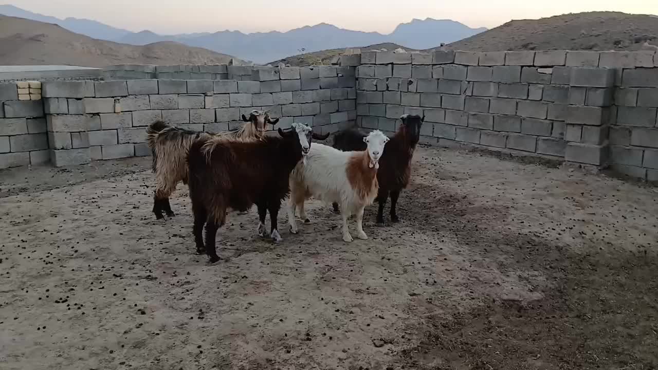 بز و کولار|حیوانات مزرعه|تفت, |دیوار