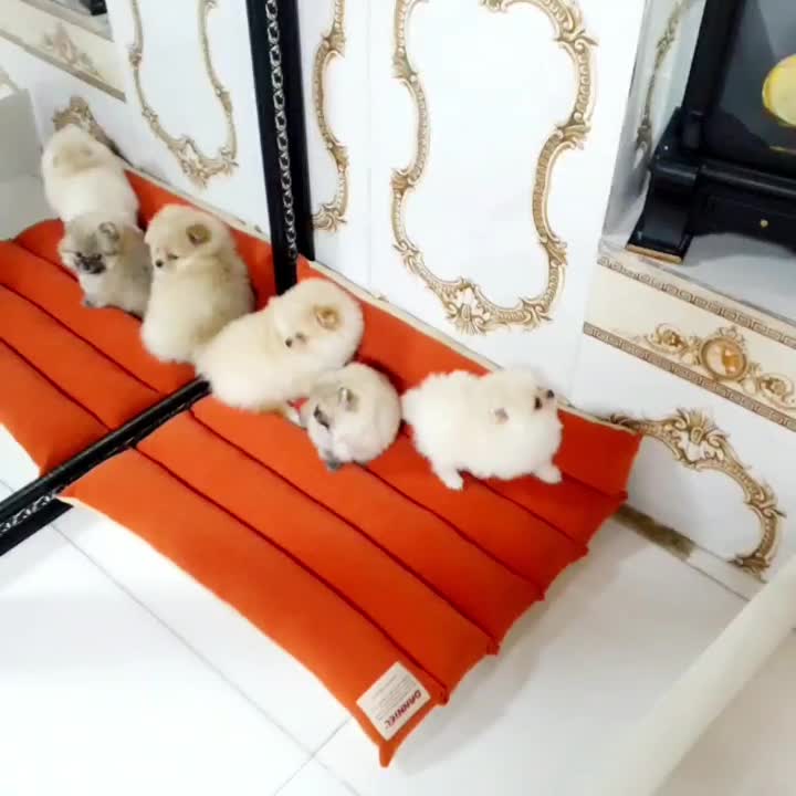 سگ پامرانین|سگ|سنندج, |دیوار