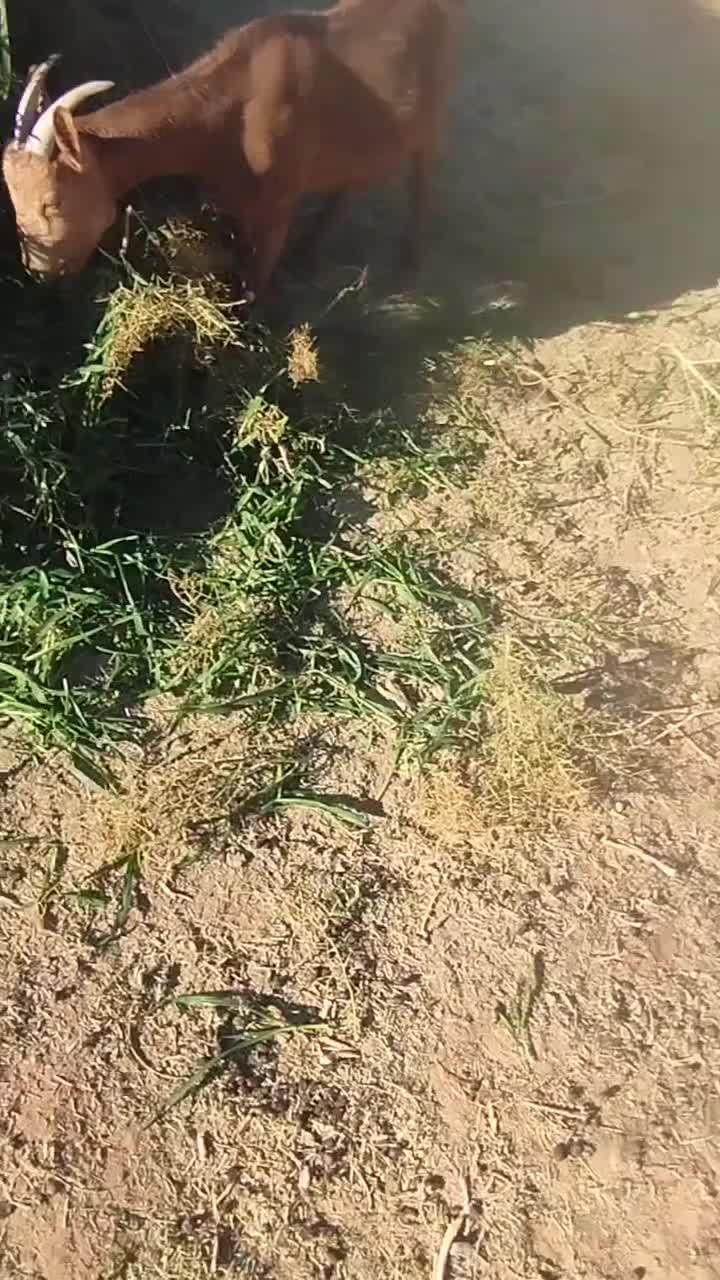 یکساله سانن اصل|حیوانات مزرعه|تربت جام, جامرود|دیوار