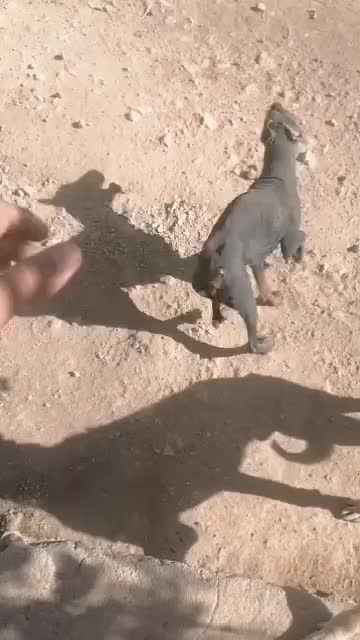 سگ ماده نگهبان اموزش دیده|سگ|مرودشت, رامجرد یک|دیوار