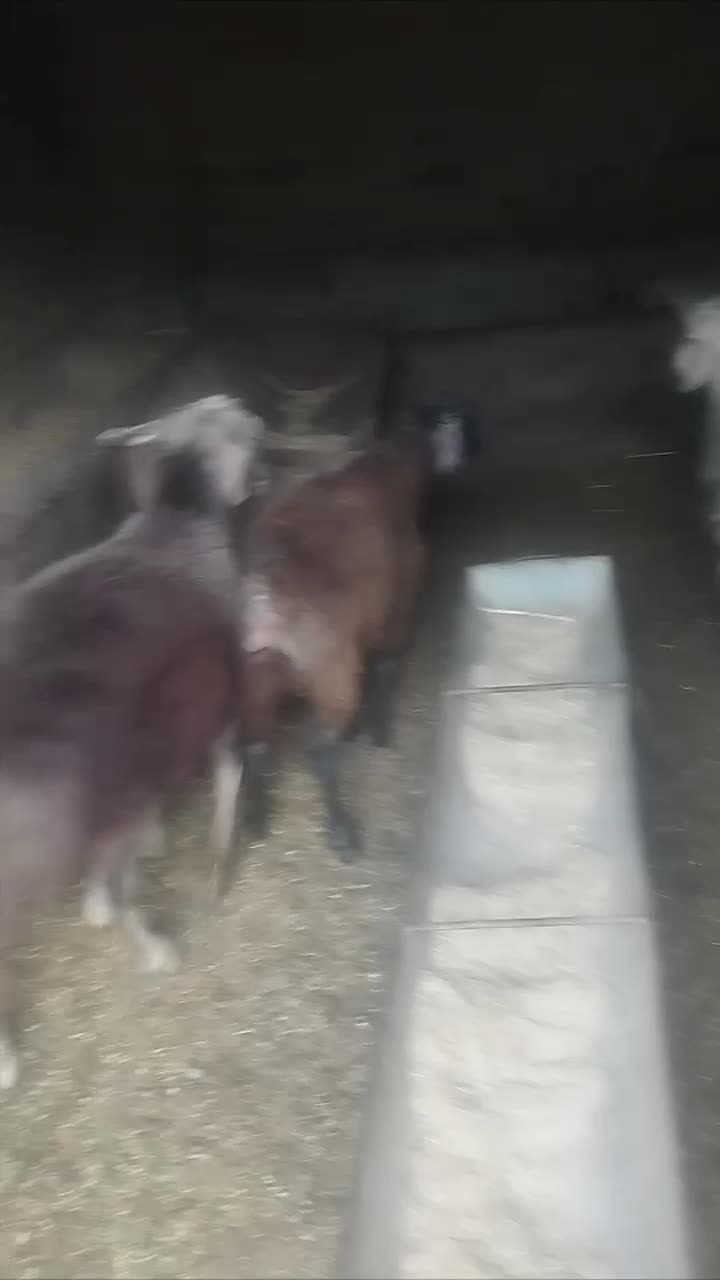 گسفند|حیوانات مزرعه|مینودشت, |دیوار