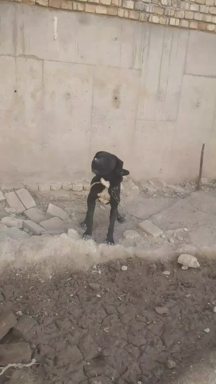 سگ ماده پیت پول|سگ|تهران, عباسی|دیوار