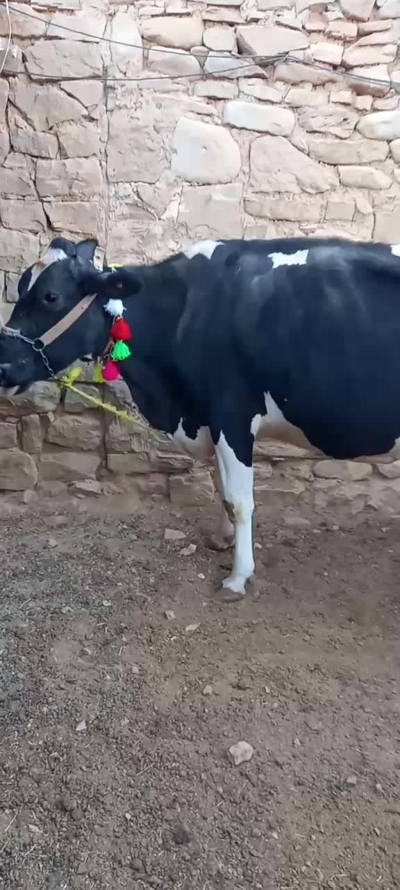 گاو هلشتاین.|حیوانات مزرعه|مسجد سلیمان, |دیوار