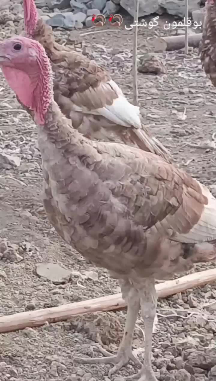 بوقلمون محلی گوشتی|حیوانات مزرعه|مریوان, |دیوار