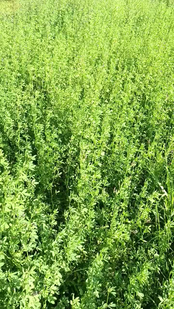 یونجه|خدمات باغبانی و درختکاری|نقده, |دیوار