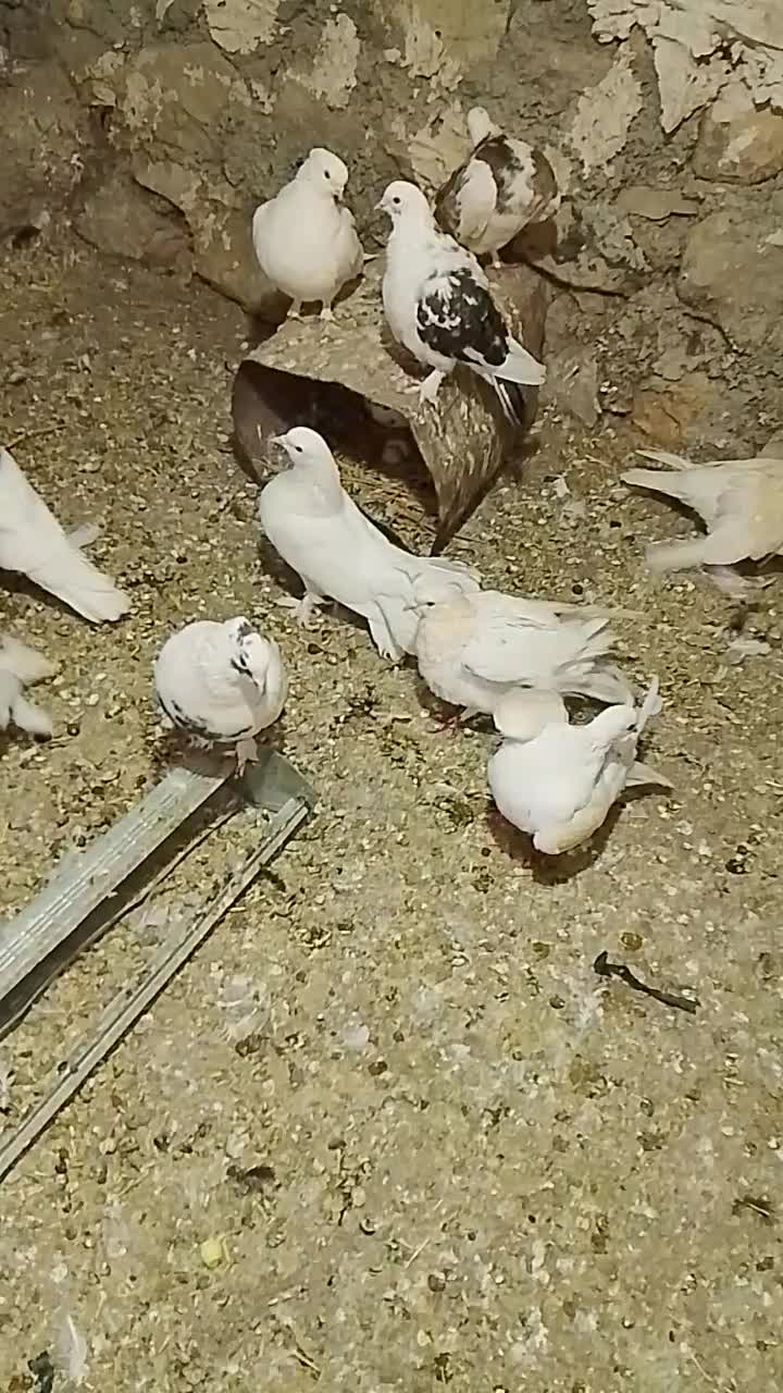 ۱۲تا کفتر تهرانی|پرنده|زاگرس, |دیوار