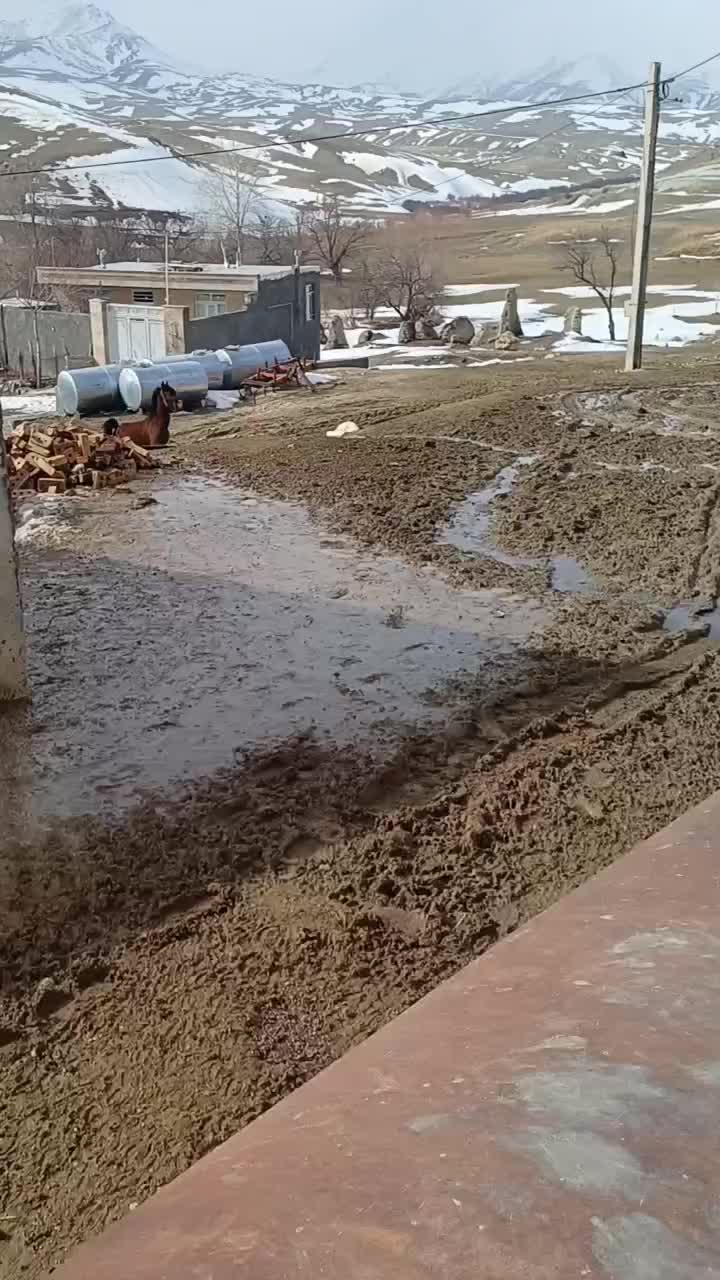 کره نریان ۲۰ ماهه|اسب و تجهیزات اسب‌سواری|انگوران, |دیوار