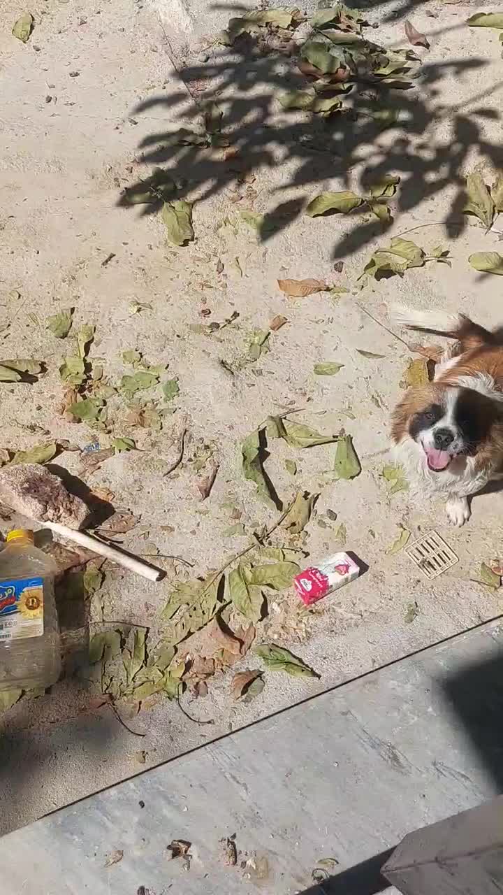 سگ پامر|سگ|فارسان, |دیوار