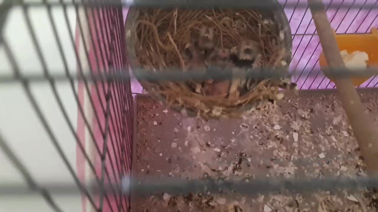 قناری به همراه جوجه ها|پرنده|تهران, امیریه|دیوار