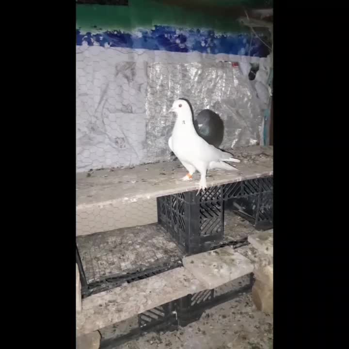 کبوتر گمشده|پرنده|شاهین‌شهر, گرگاب|دیوار