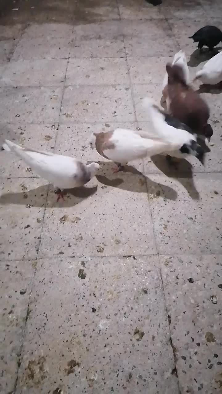 کفتر|پرنده|تهران, طیب|دیوار