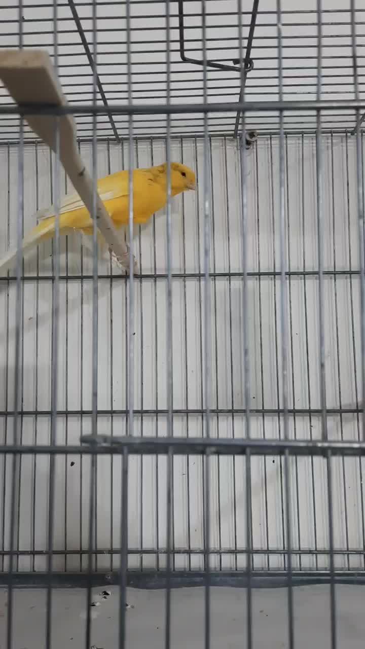 قناری رسمی بلند نر|پرنده|حمیدیه, |دیوار