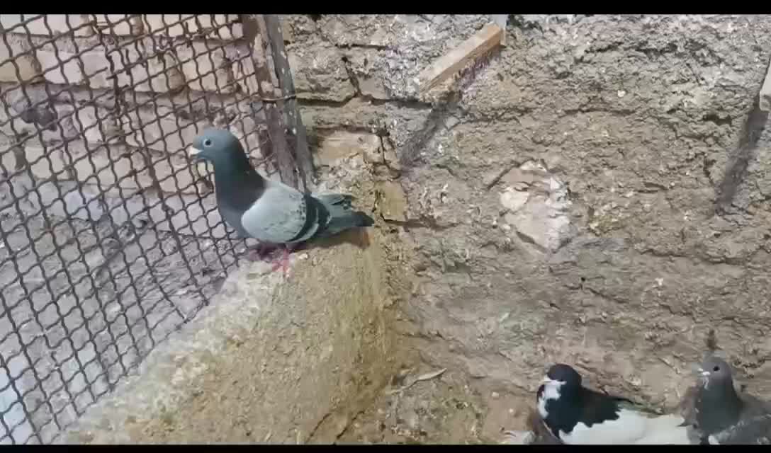 کبوتر|پرنده|شیراز, دانشگاه شیراز|دیوار