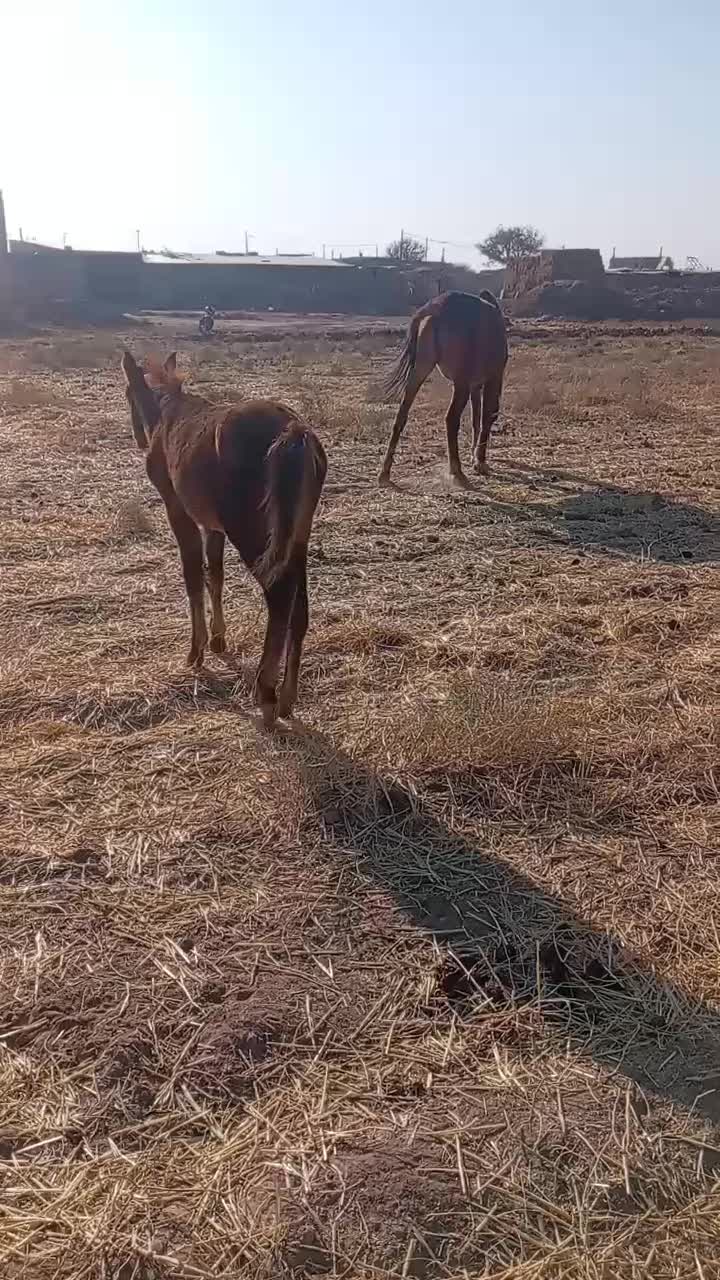 اسب|اسب و تجهیزات اسبسواری|نیشابور, دربقاضی|دیوار