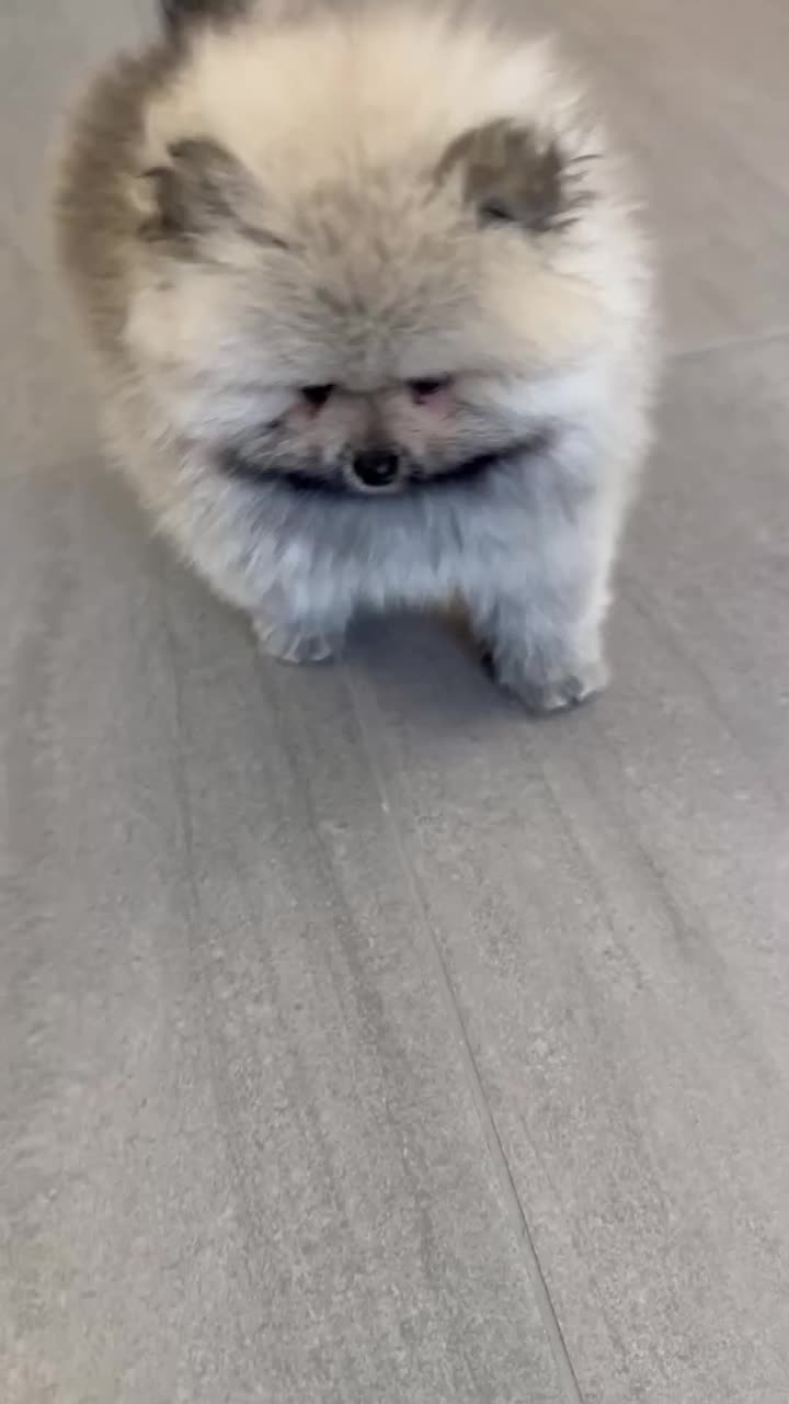 توله سگ پامرانین خرسی|سگ|تهران, صادقیه|دیوار