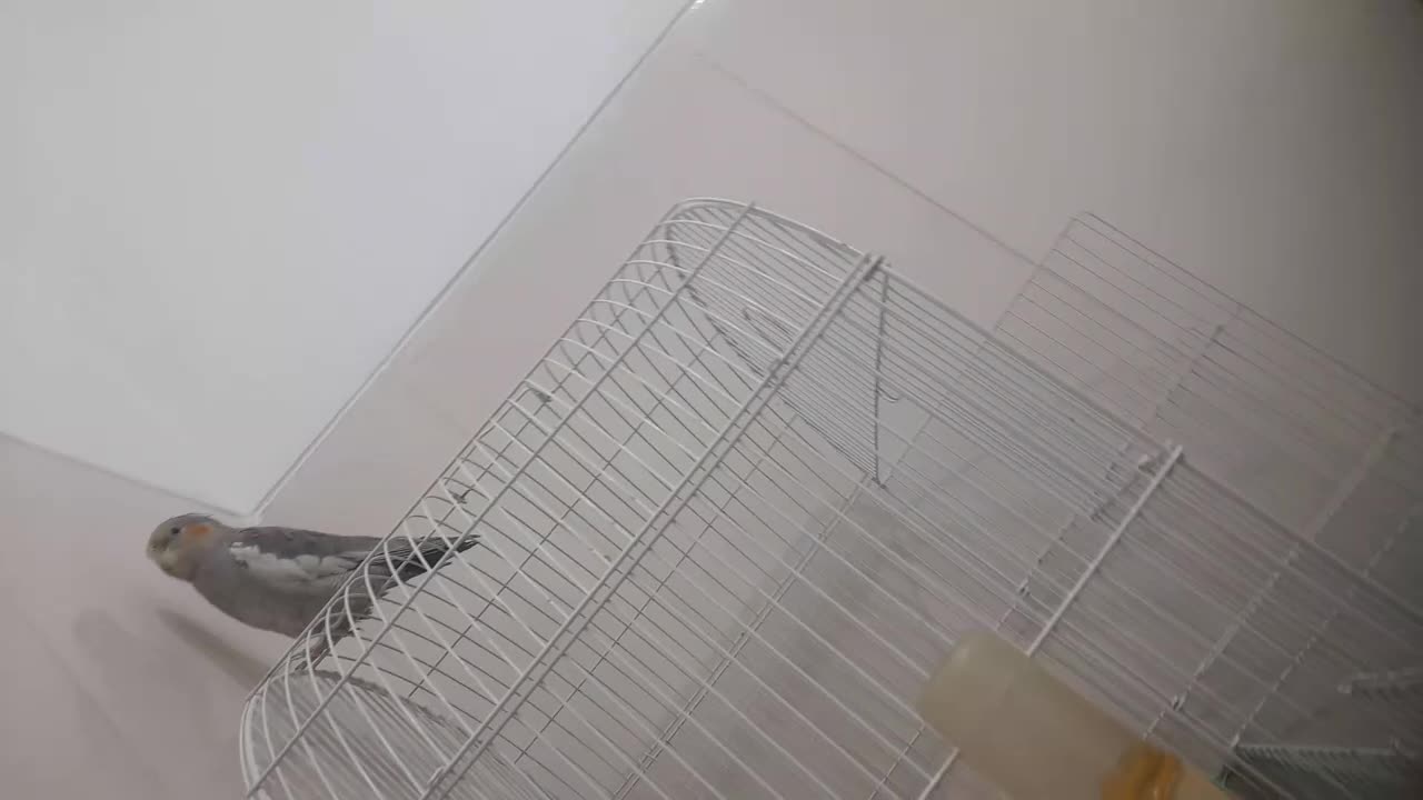 عروس هلندی سخنگو باهوش|پرنده|پاسارگاد, |دیوار