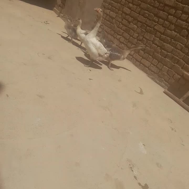 غوغاز|حیوانات مزرعه|شال, |دیوار