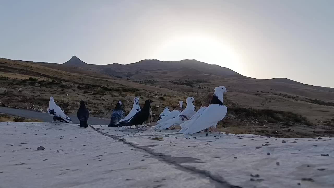 ...|پرنده|دورود, |دیوار