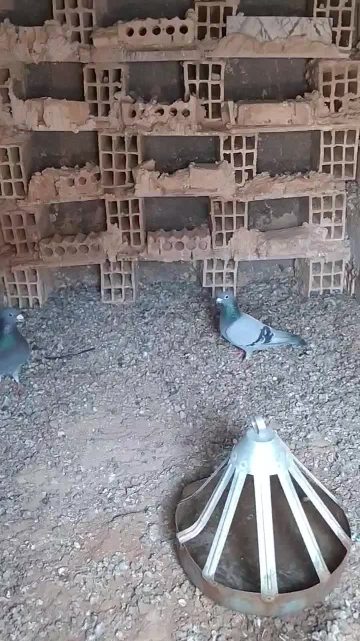 جفت سبز|پرنده|سده (خراسان جنوبی), |دیوار