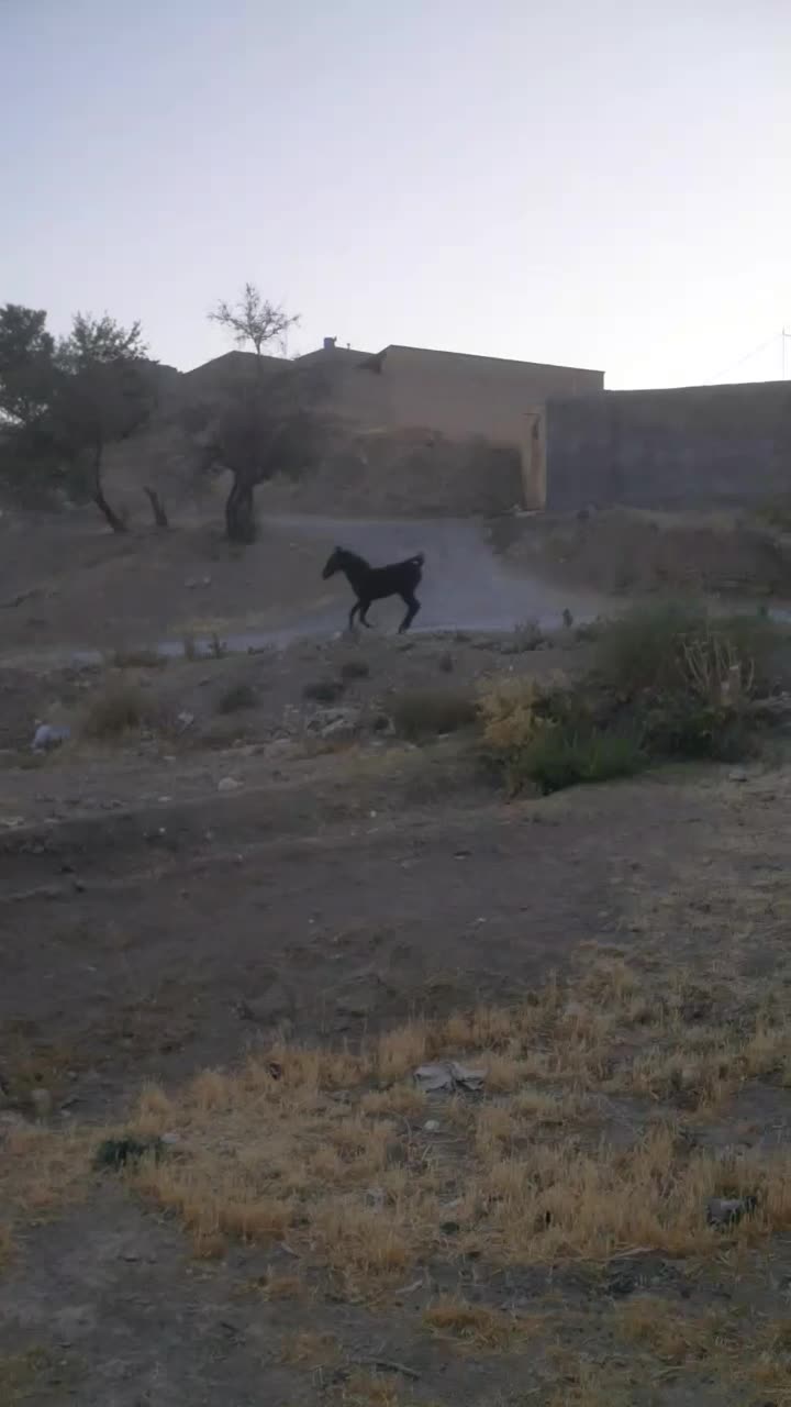 کره نریان ۵ماهه پرخون وسرودم گیر|اسب و تجهیزات اسب‌سواری|چادگان, |دیوار