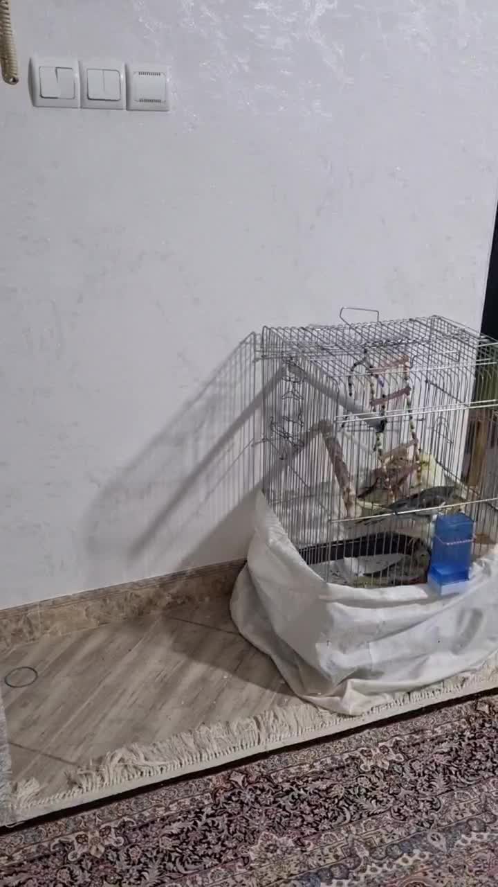 یک جفت عروس هلندی مولد همراه با سه جوجه..|پرنده|باغستان, |دیوار