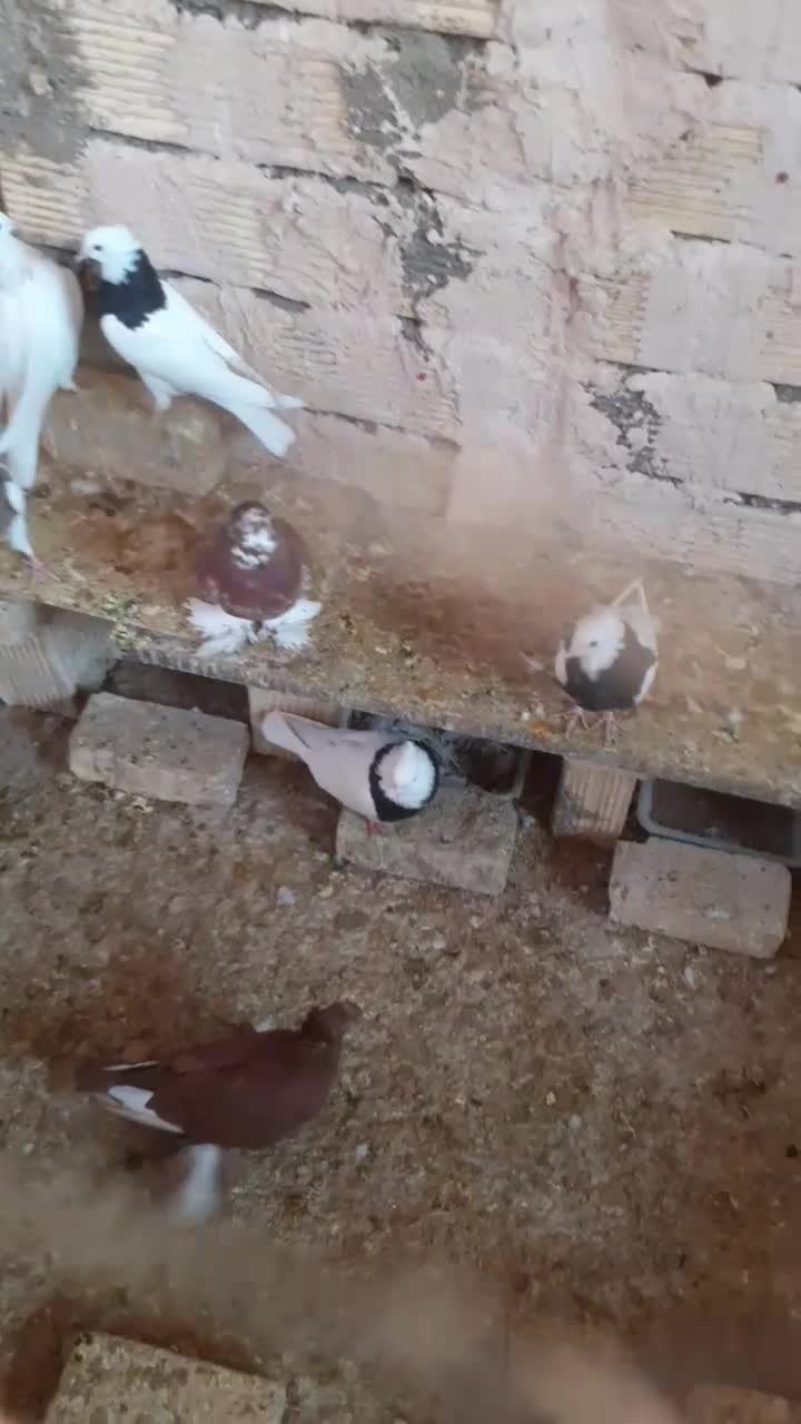 کبوتر طوقی کله دم سبز سرخ|پرنده|برخوار, |دیوار